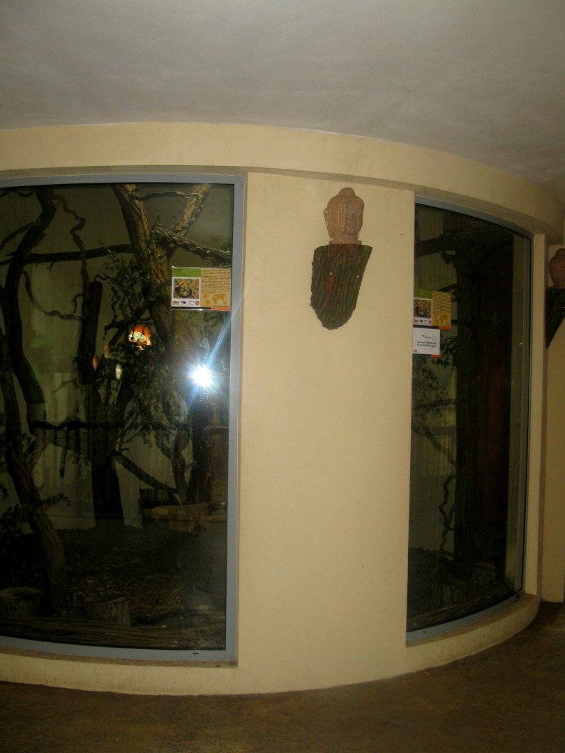 Terai Pavilion inside - Javan Black Giant Squirrel indoor exhibit - 08.2013