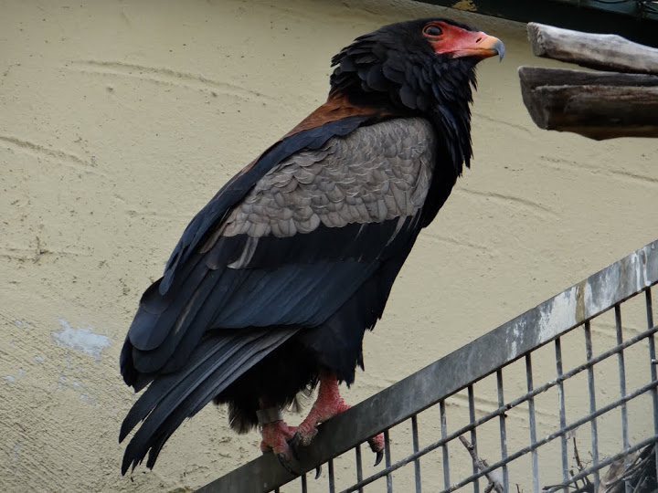 Terathopius ecadutatus