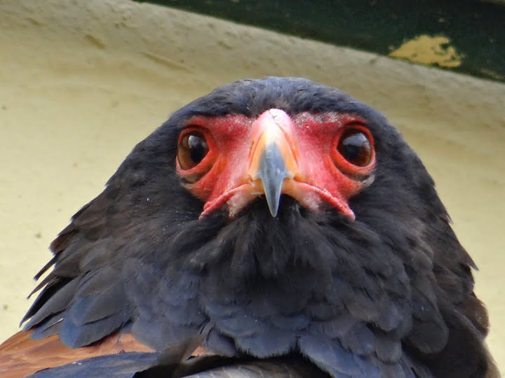 Terathopius ecadutatus