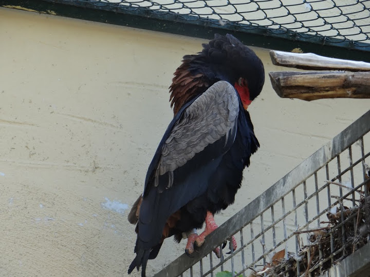 Terathopius ecaudatus