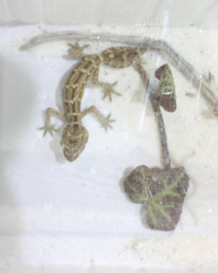 Teratolepis fasciata