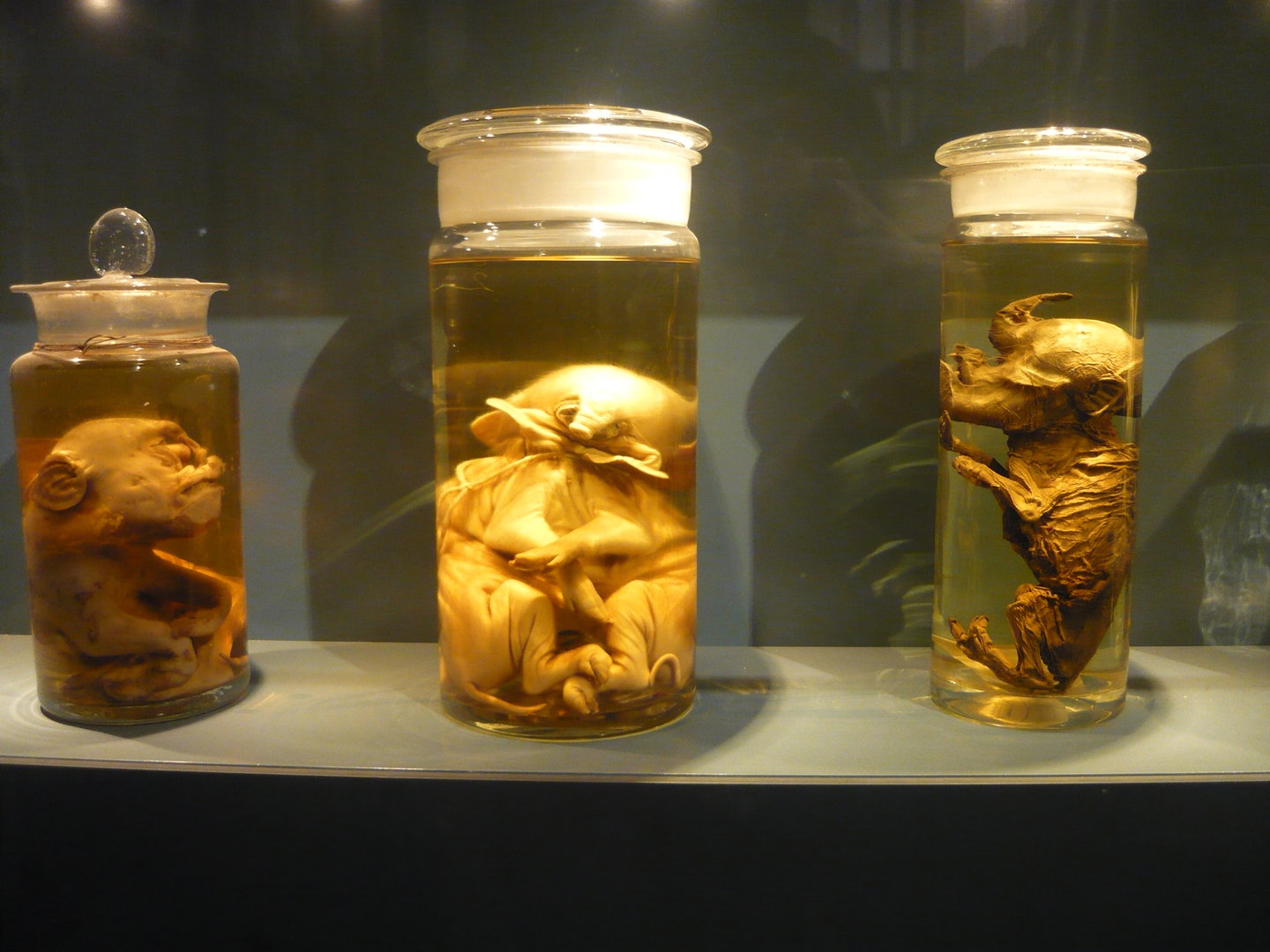 Teratological wet specimens