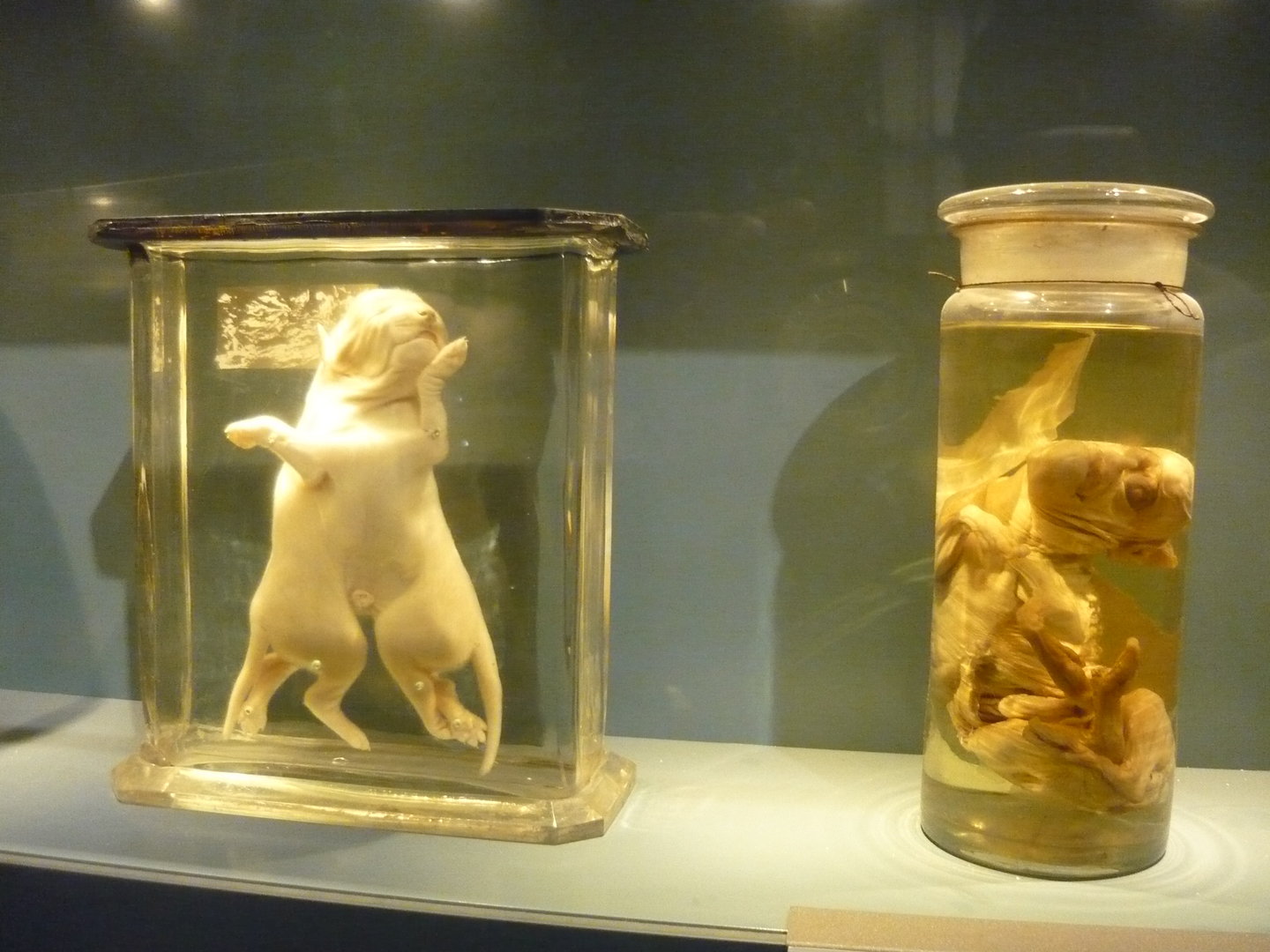 Teratological wet specimens