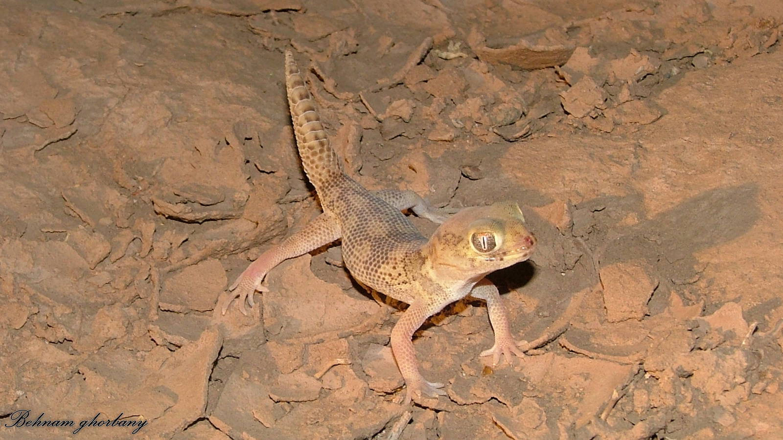Teratoscincus bedriagai