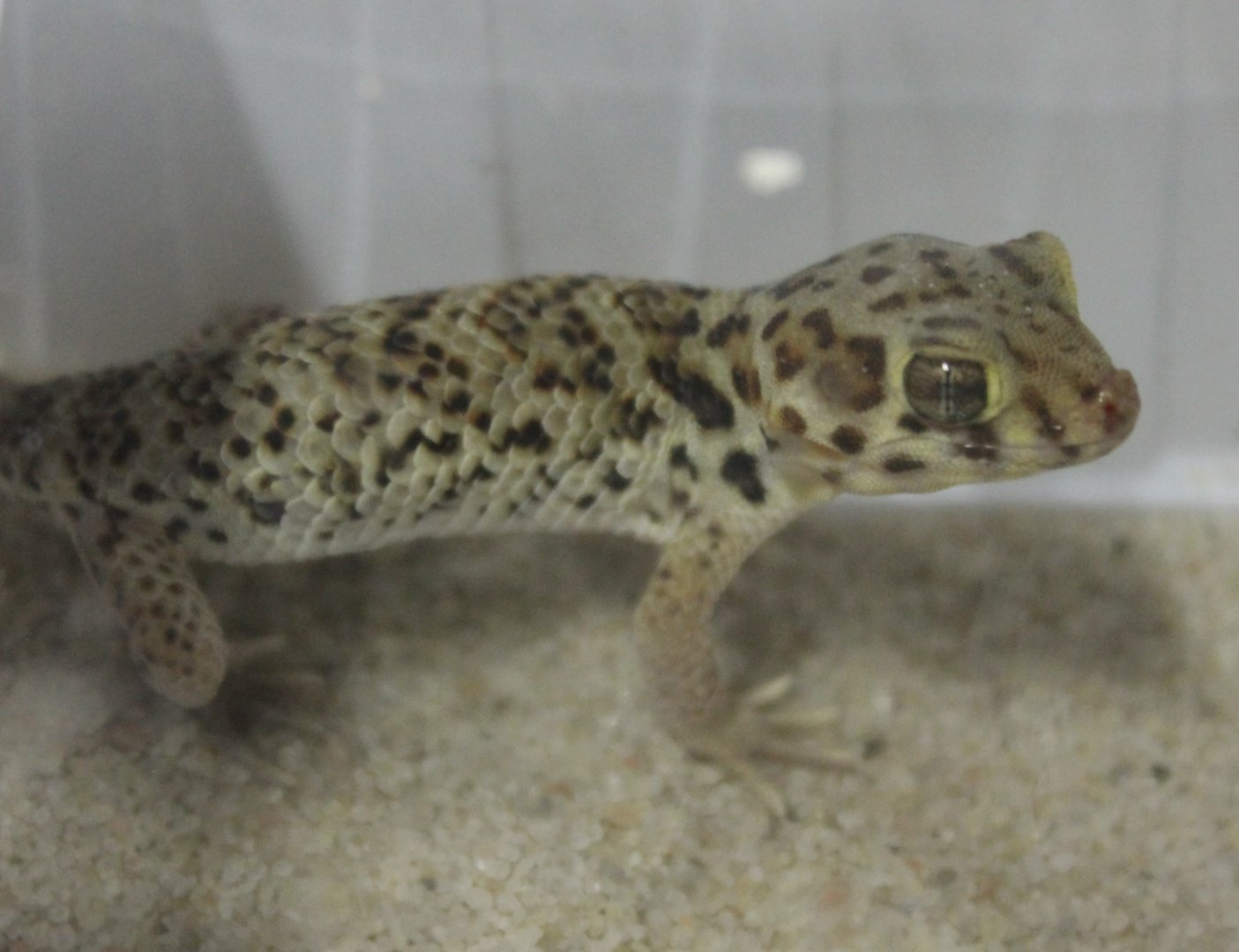 Teratoscincus roborowski