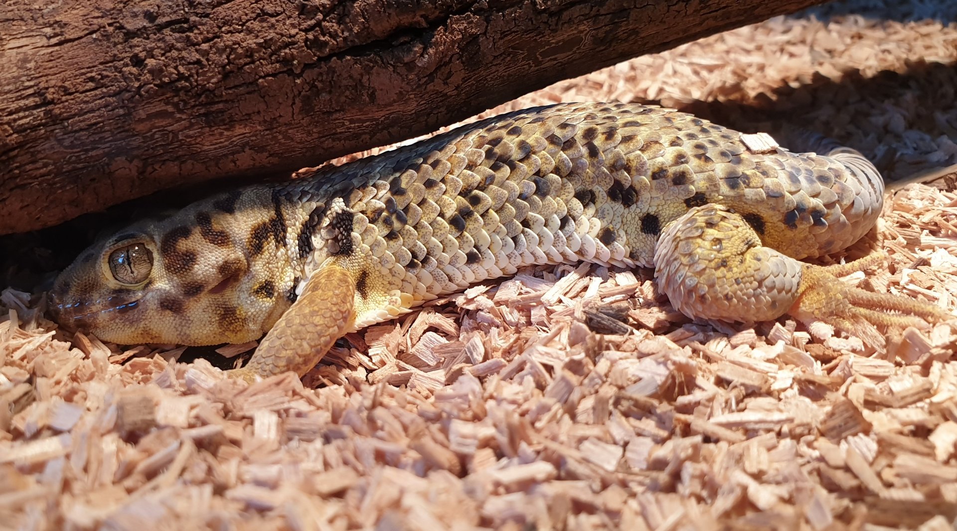 Teratoscincus roborowskii