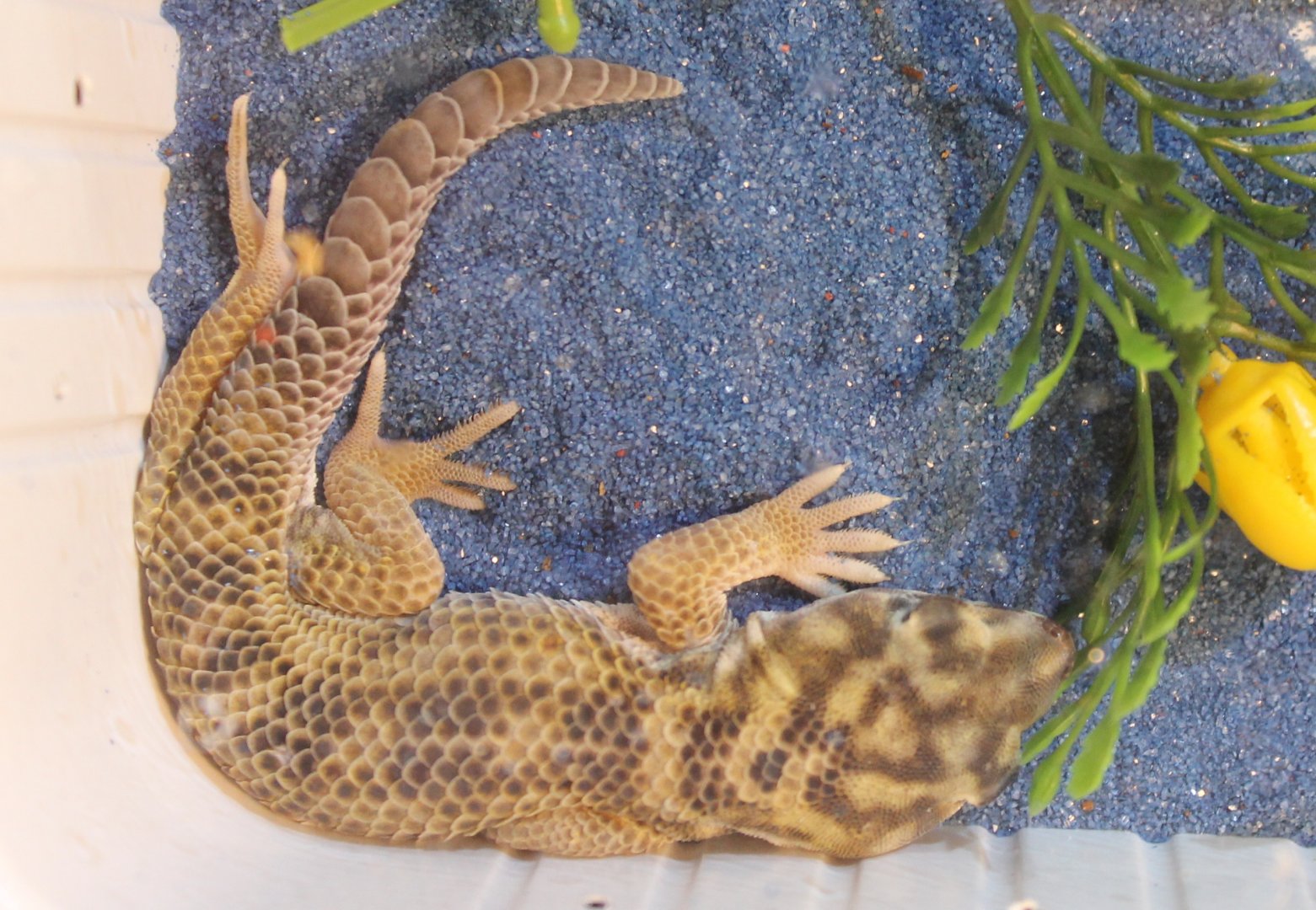 Teratoscincus scincus