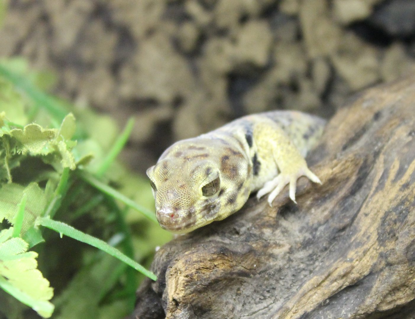 Teratosscincus roborowski