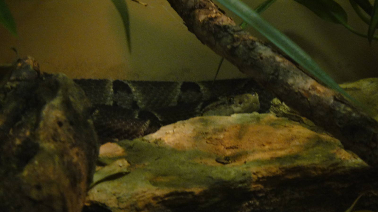 Terciopelo at Dallas zoo 2015-03-12