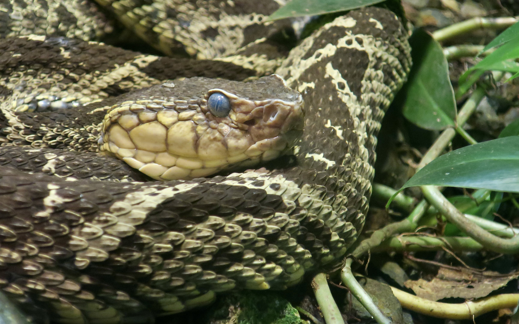 Terciopelo (Bothrops asper)
