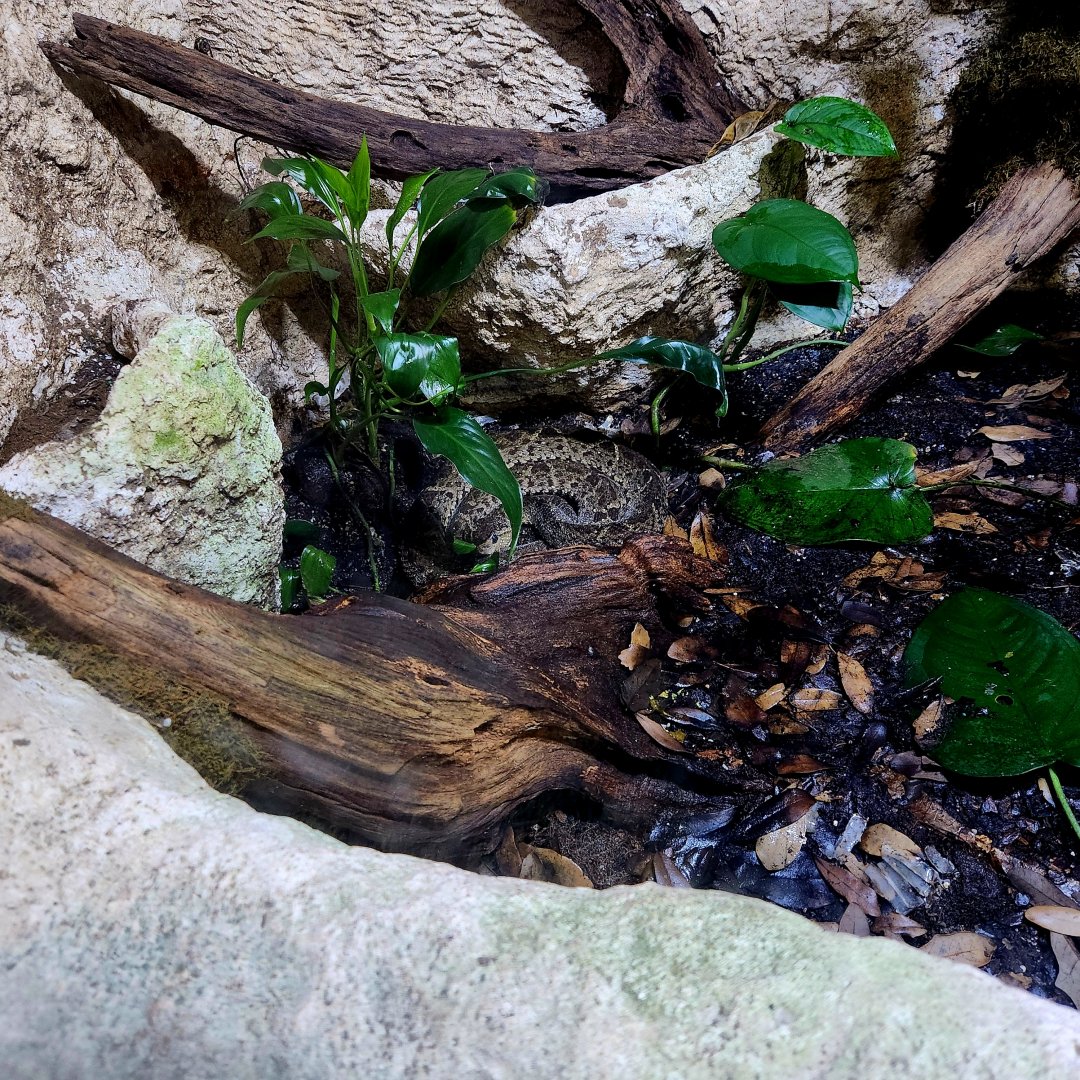 Terciopelo (Bothrops asper)