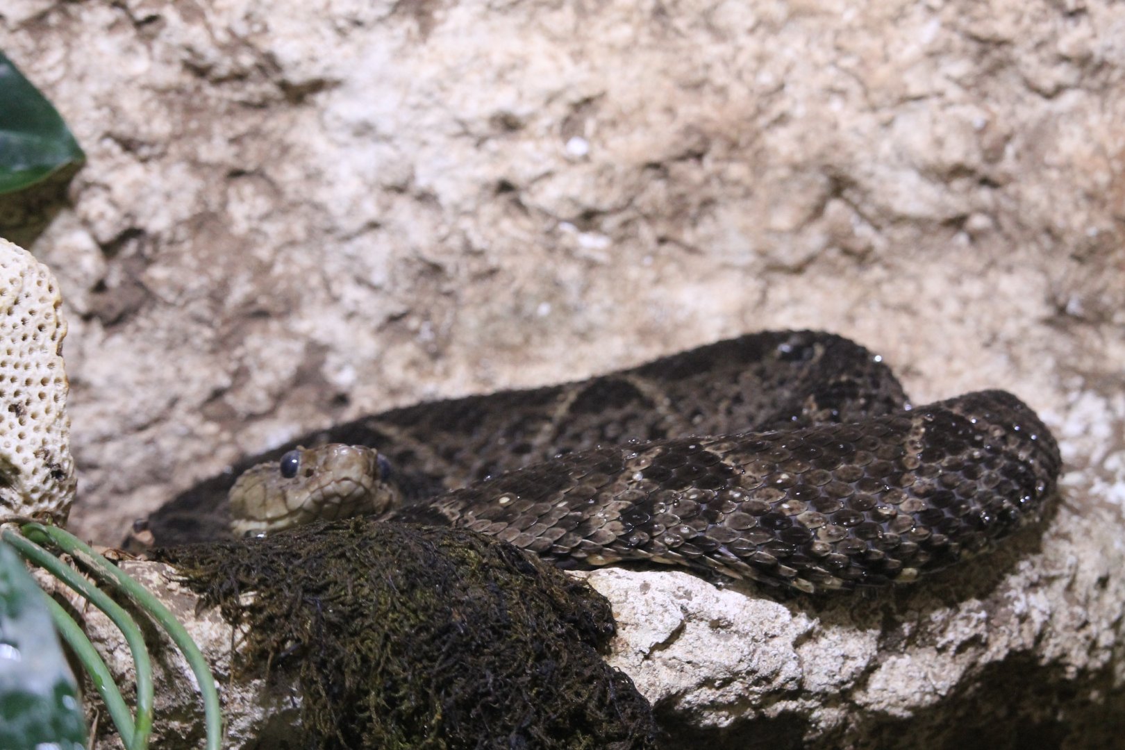 Terciopelo Fer-de-lance (Bothrops asper)