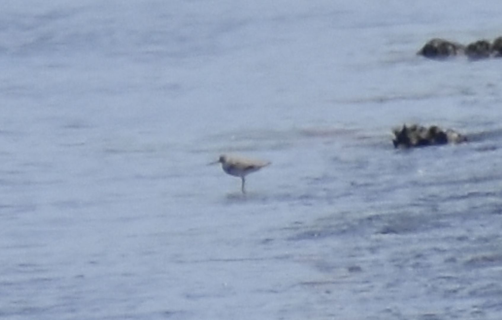 Terek Sandpiper ~ Kasai Rinkai Bird Sanctuary