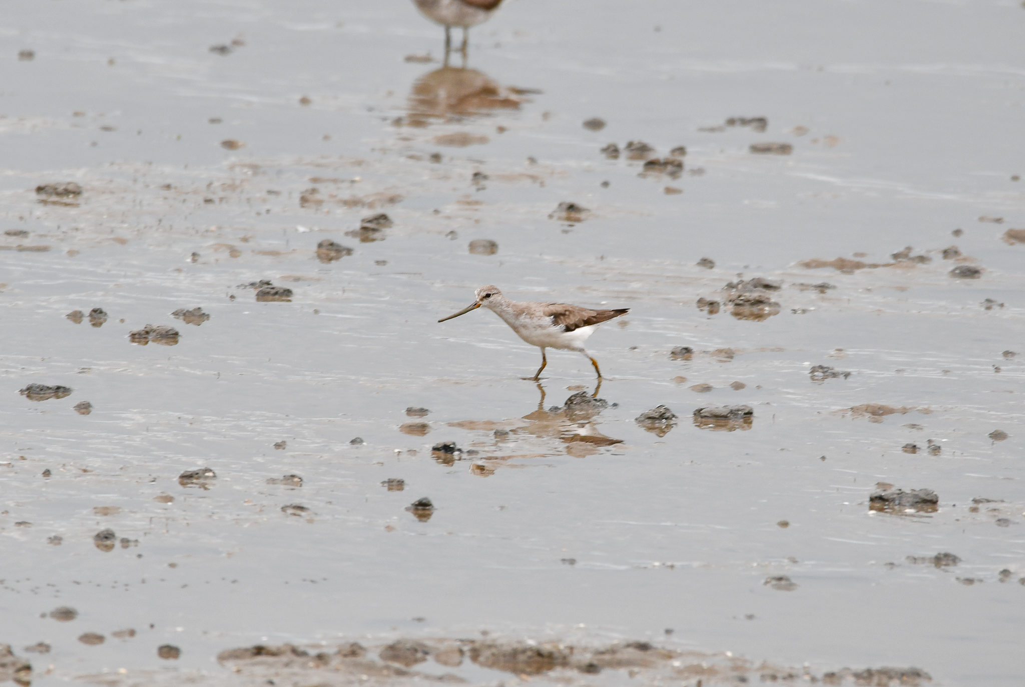 Terek Sandpiper