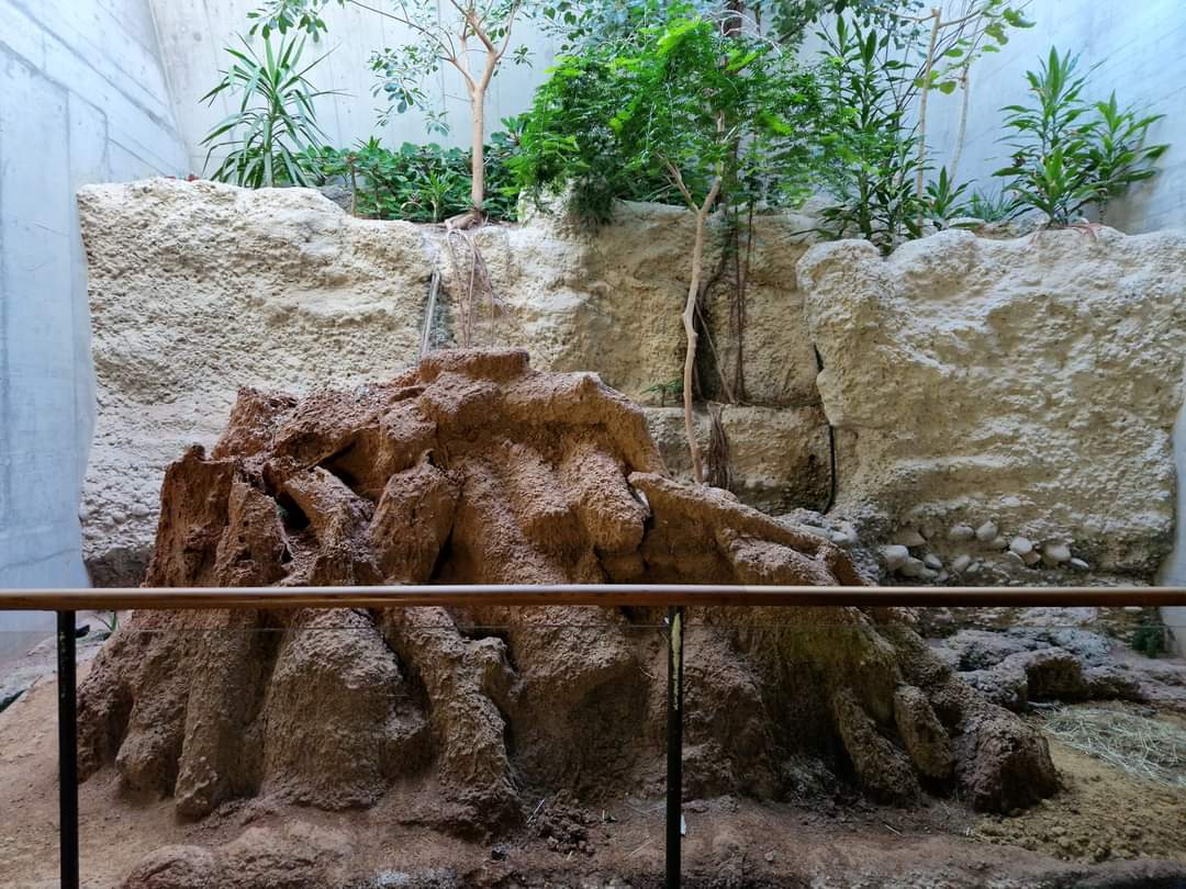 Termite exhibit, Gamgoas