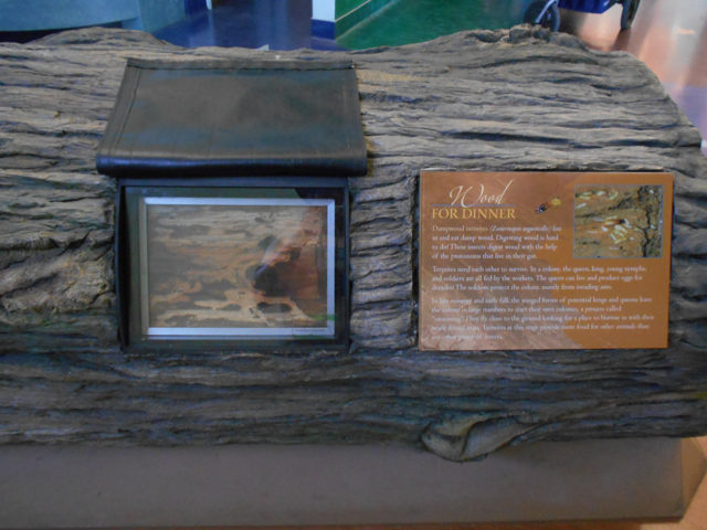 termite exhibit