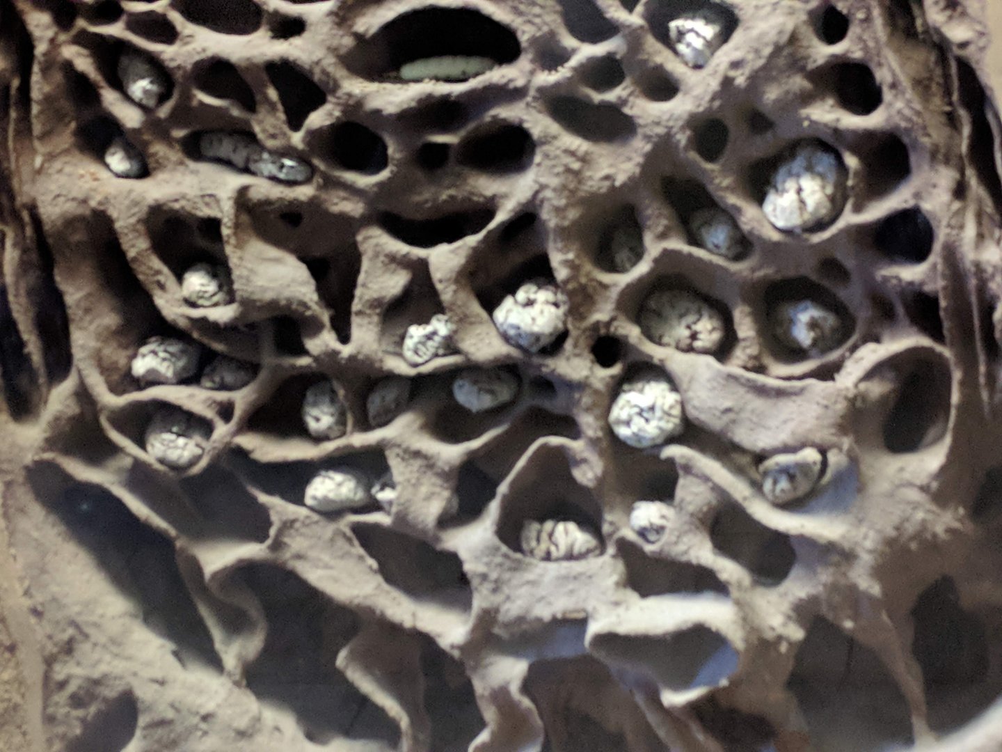 Termite Hill Stuttgart Natural History Museum 2019