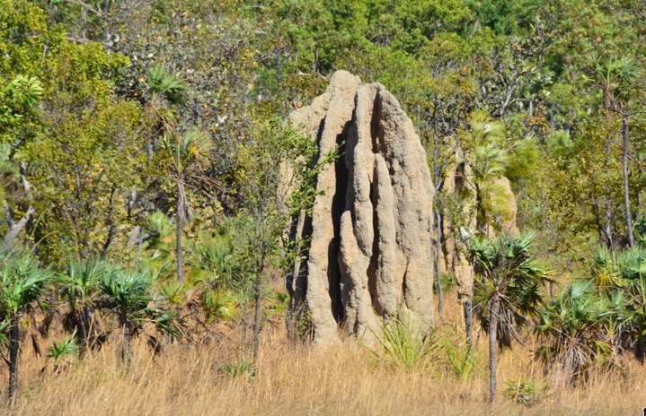 Termite mound 5.  NT