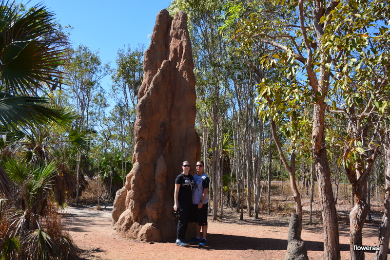 Termite mound 6.  NT