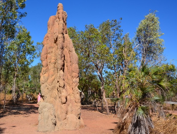 Termite mound 7.  NT
