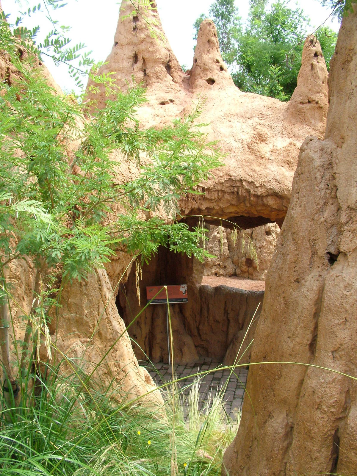 Termite Mound Mongoose Viewing at Bioparc Valencia, 28/05/11