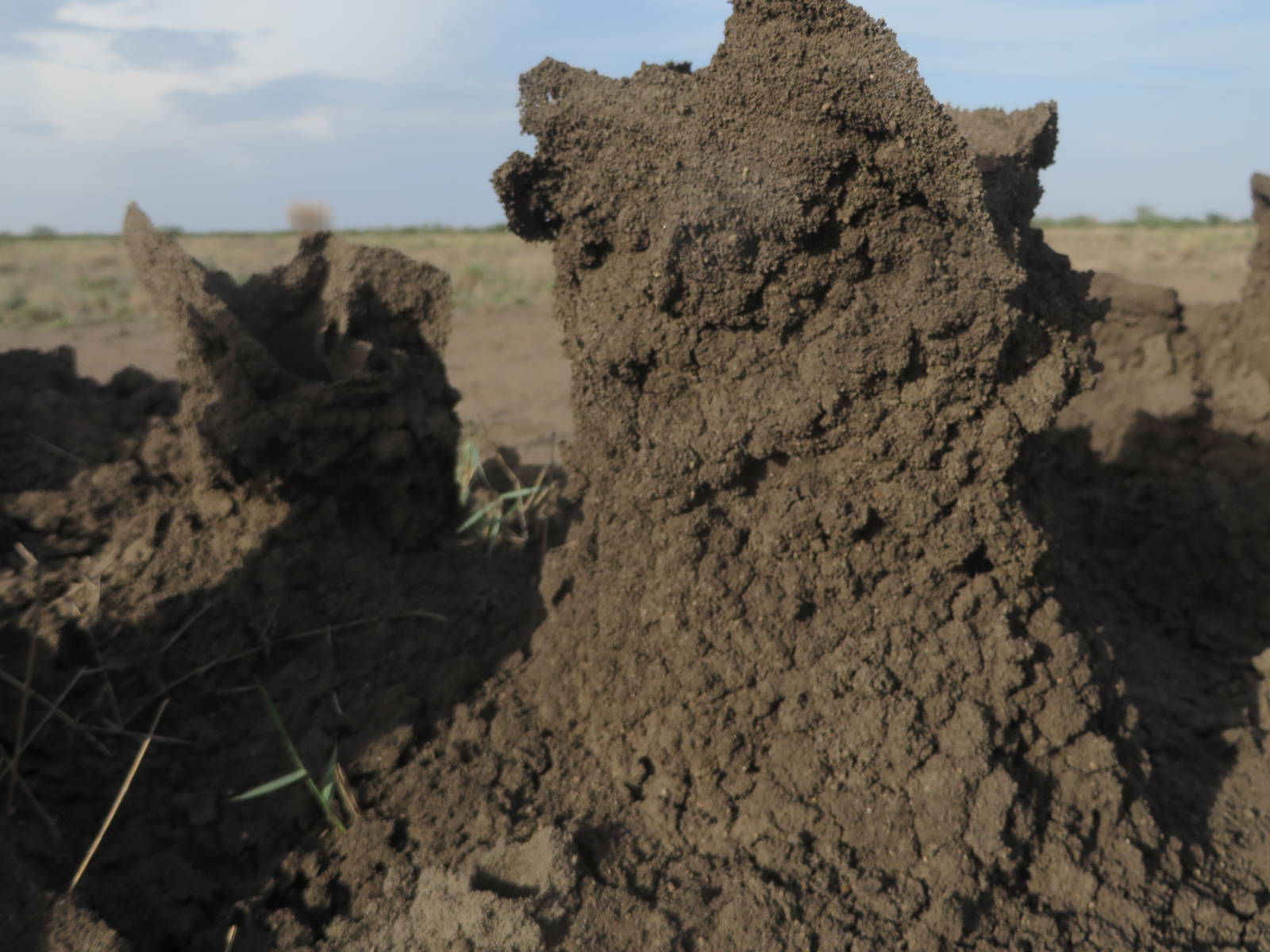 Termite mound