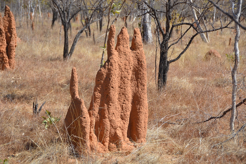 Termite mounds 2.  NT