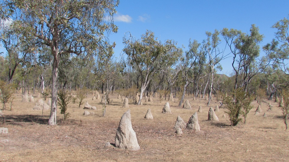 Termite mounds 3.  NT