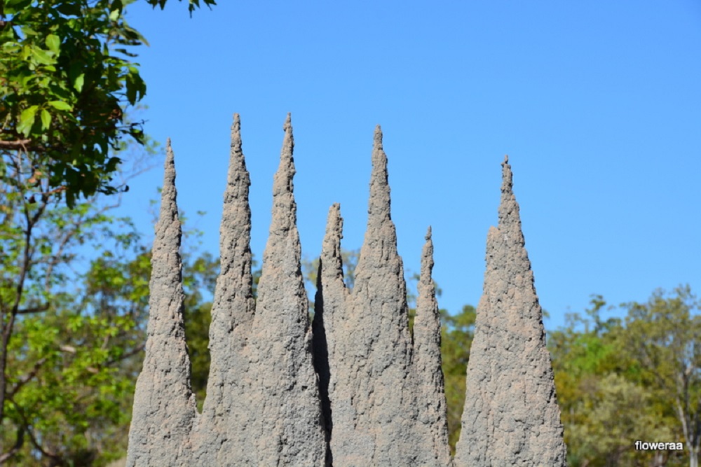 Termite mounds 4.  NT