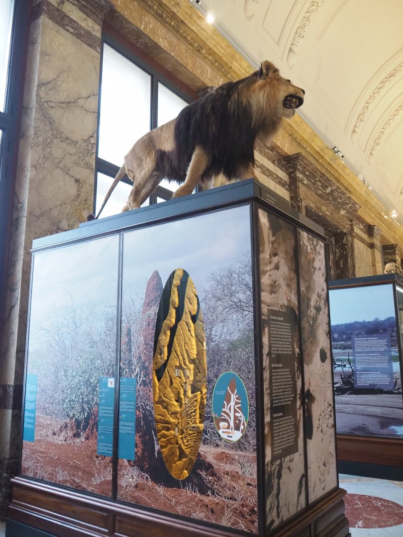 Termite mounds display case with African lion specimen on top, 2021-10-20