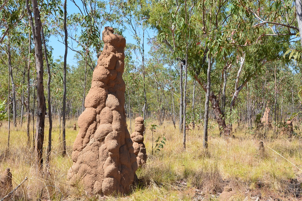 Termite mounds.  NT