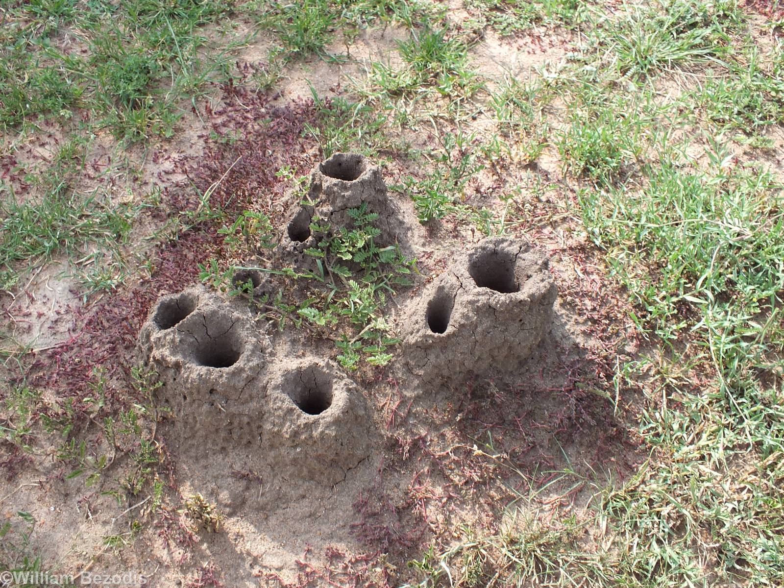 Termite Mounds