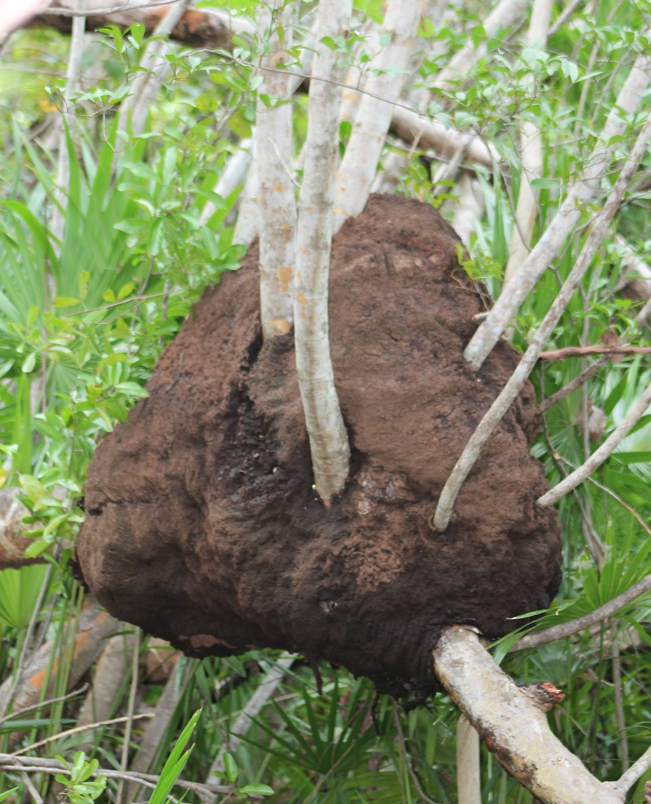 Termite nest