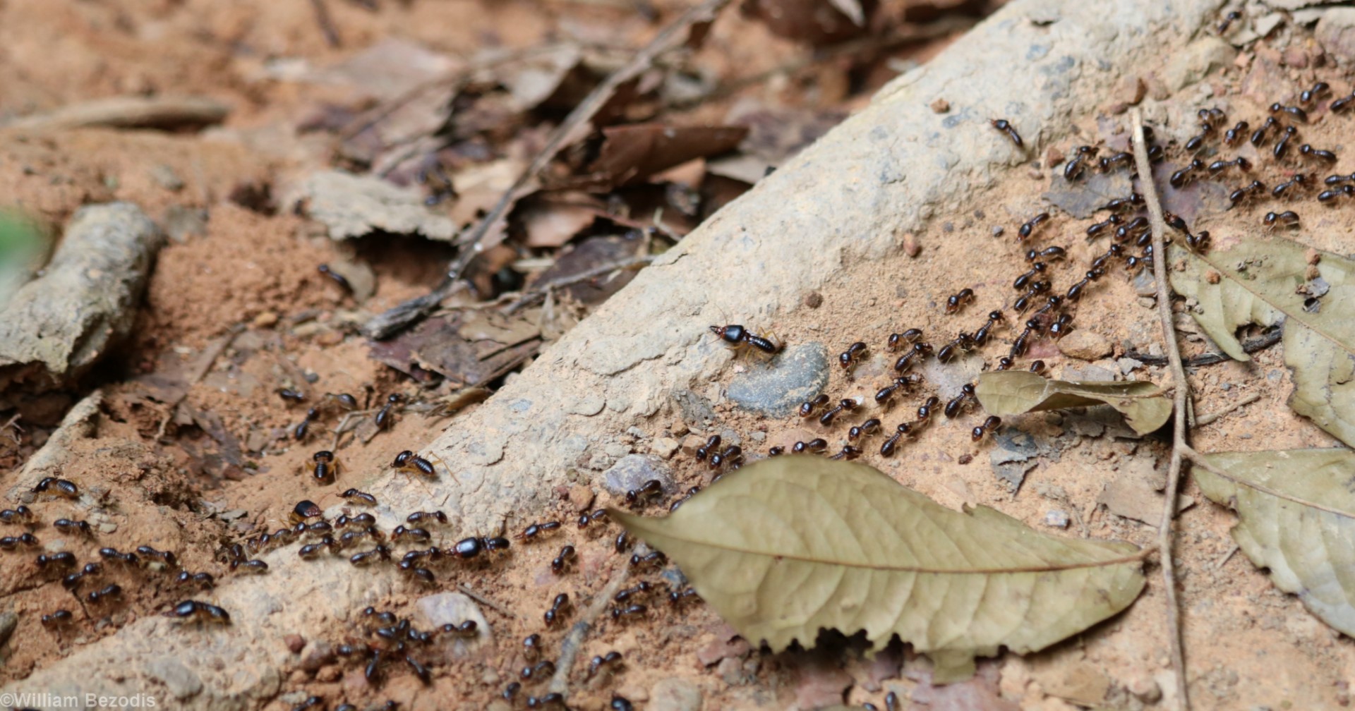 Termites on the Move - Taman Negara