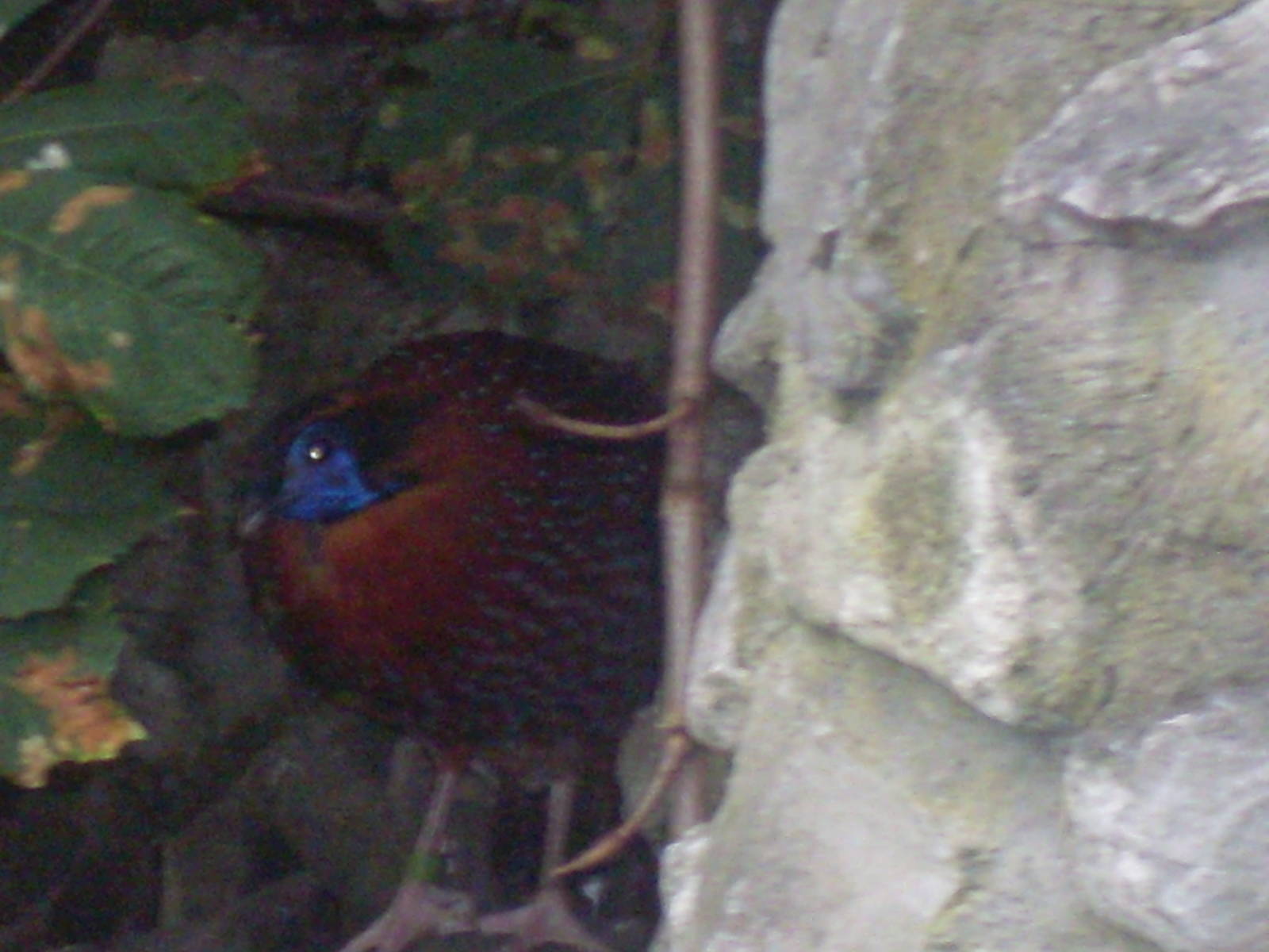 Termminck's Tragopan