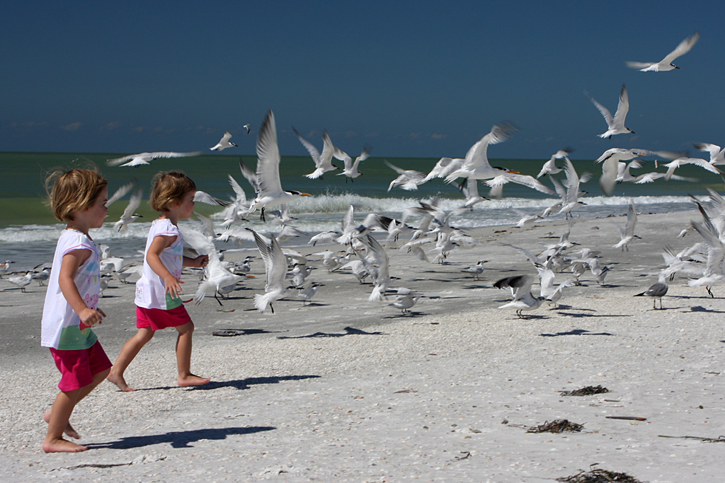 Tern flock at Indian Shores, Fl.