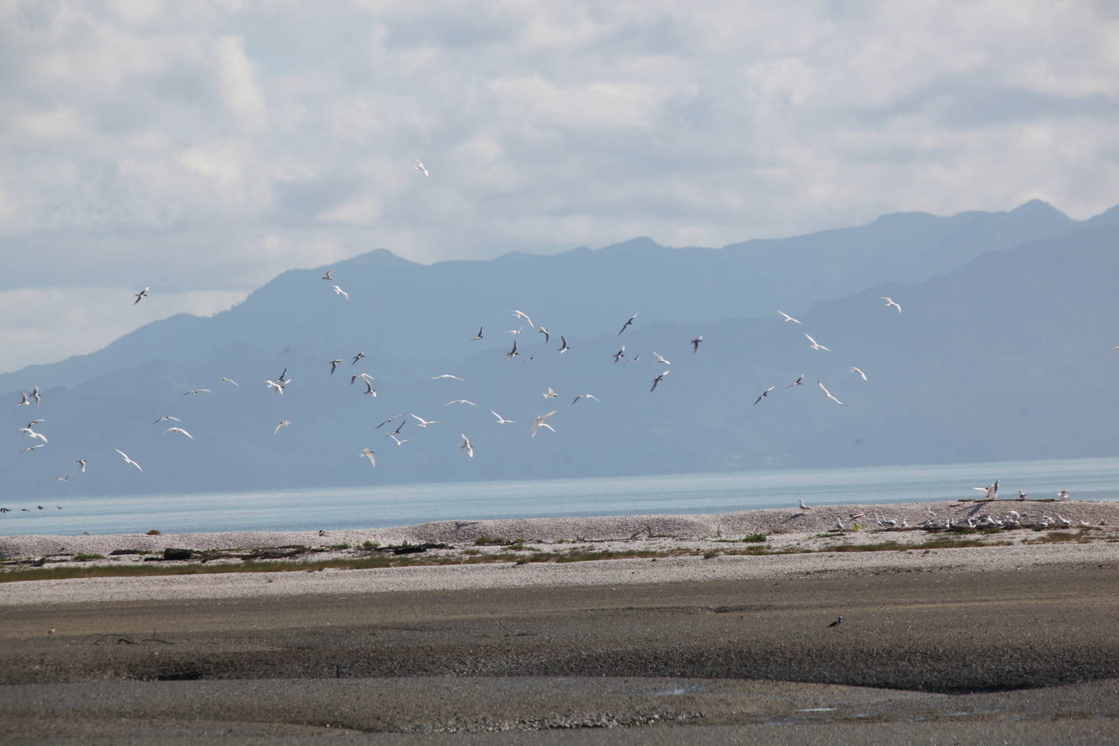 Tern Flock - Miranda 2012