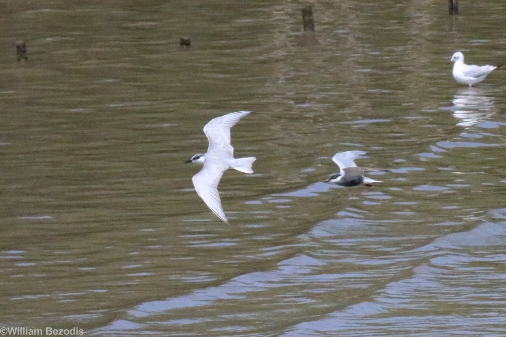Tern ID? (left) - Bang Poo