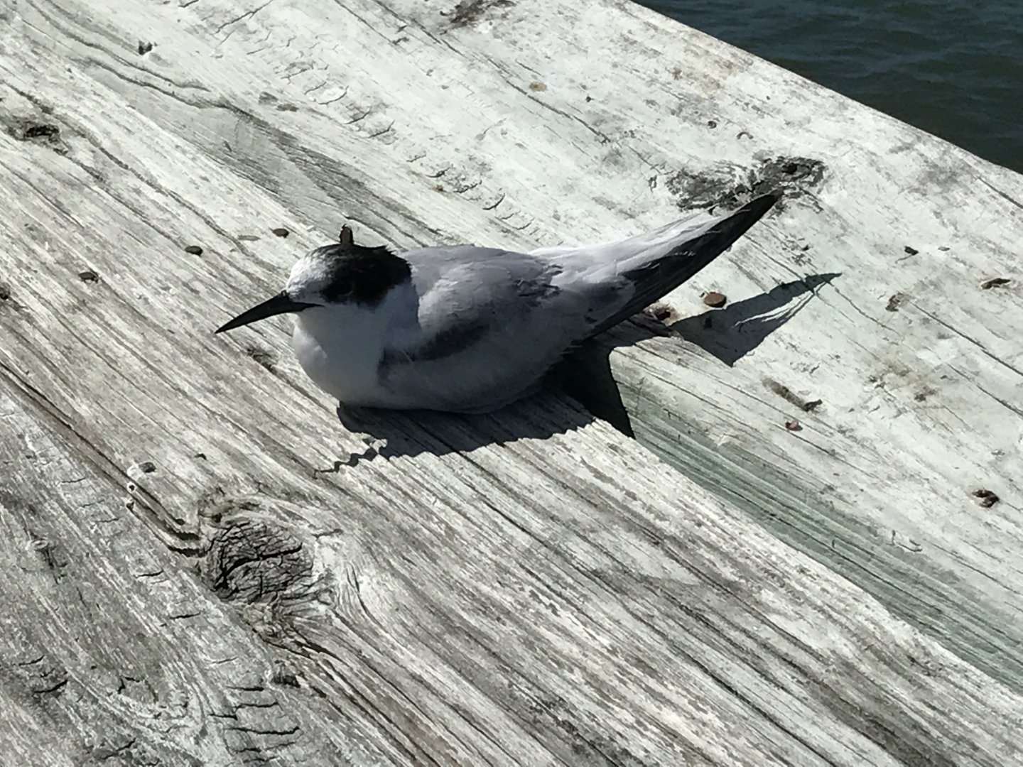 Tern on North Carolina Pier