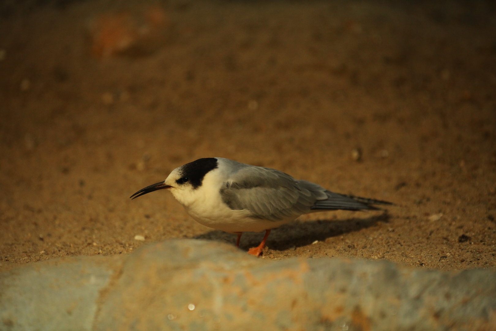 Tern sp.