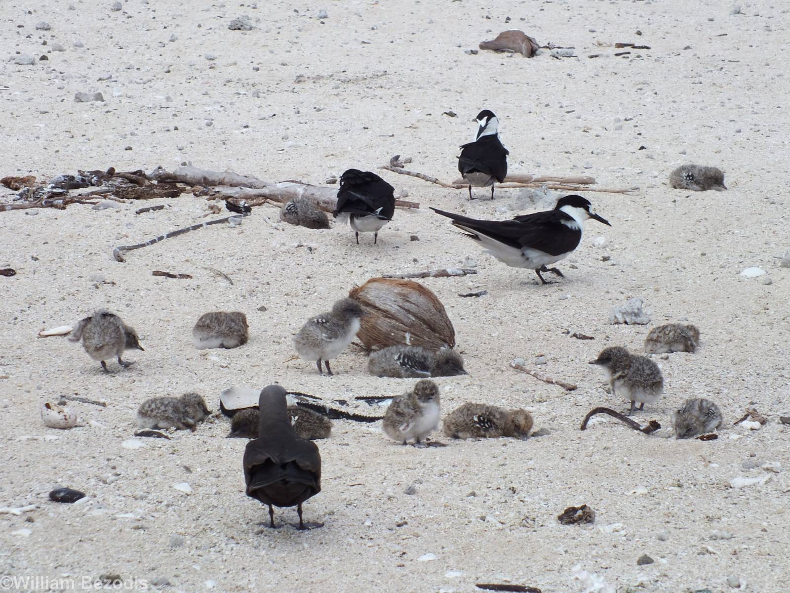Terns and Chicks
