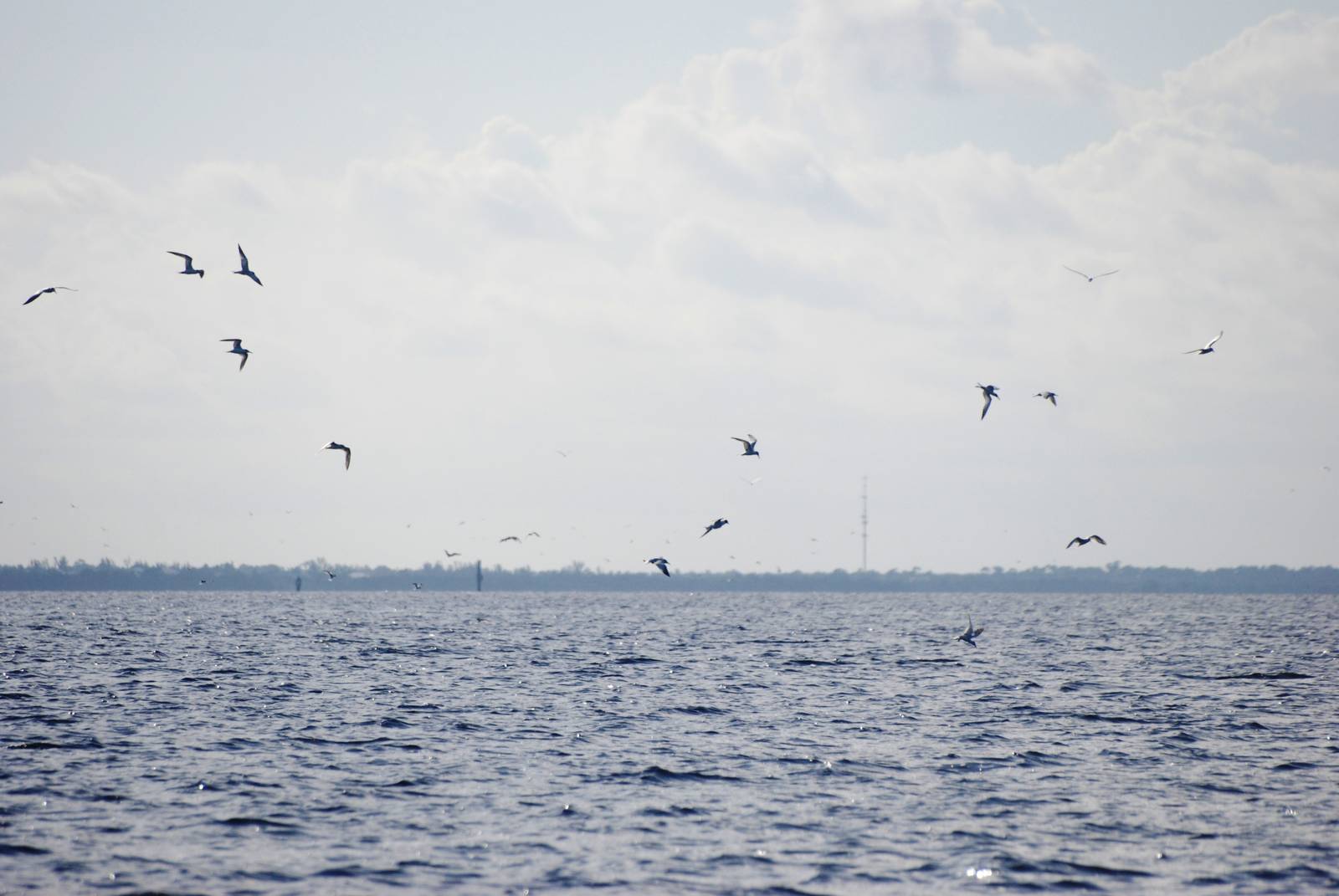 Terns, Charlotte Harbour, October 2013