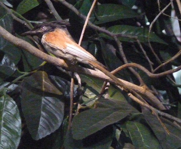 Terpsiphone viridis (preserved)