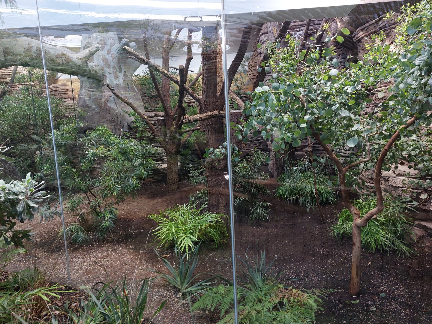 Terra Australis - 2nd koala exhibit