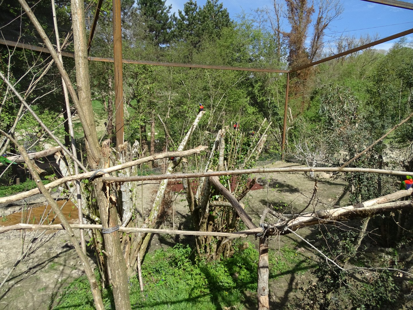 Terra australis aviary