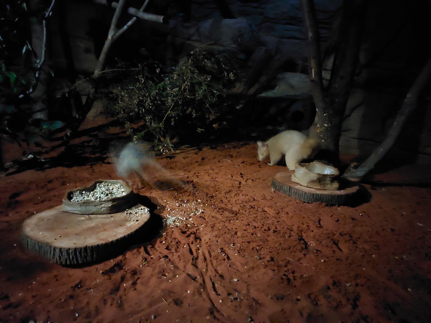 Terra Australis - Bettong & golden possum exhibit
