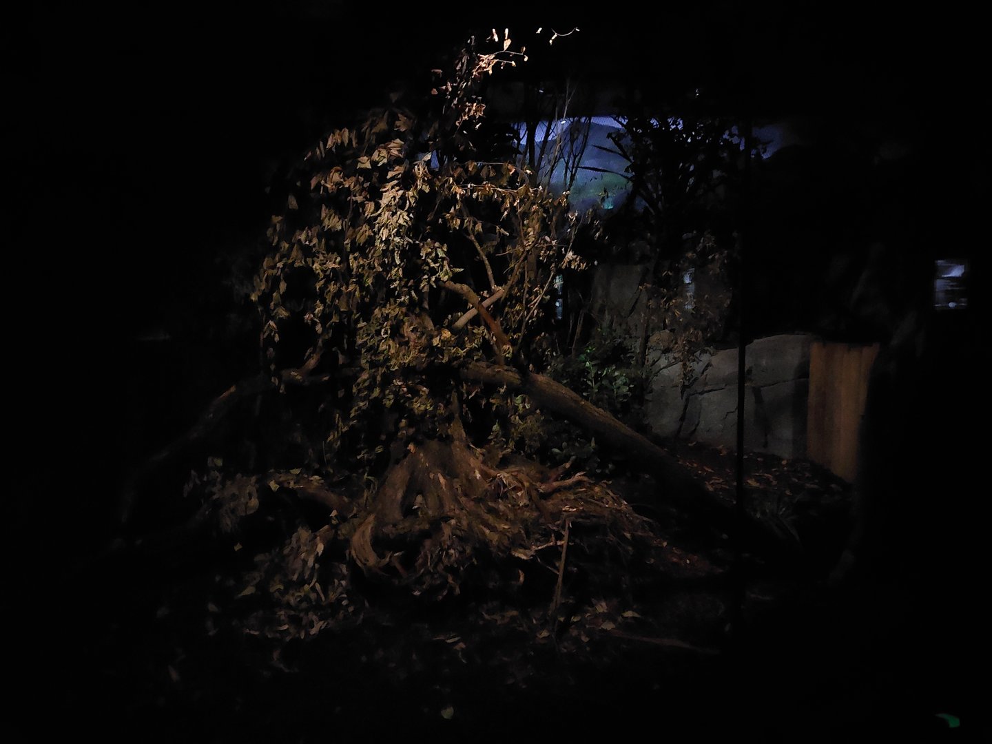 Terra Australis - Eastern quoll exhibit