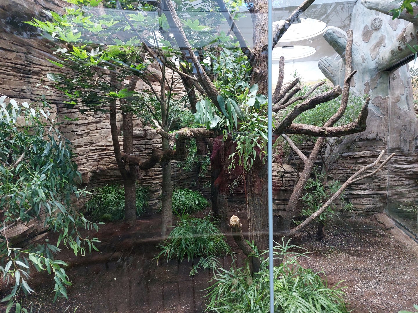 Terra Australis - First koala exhibit