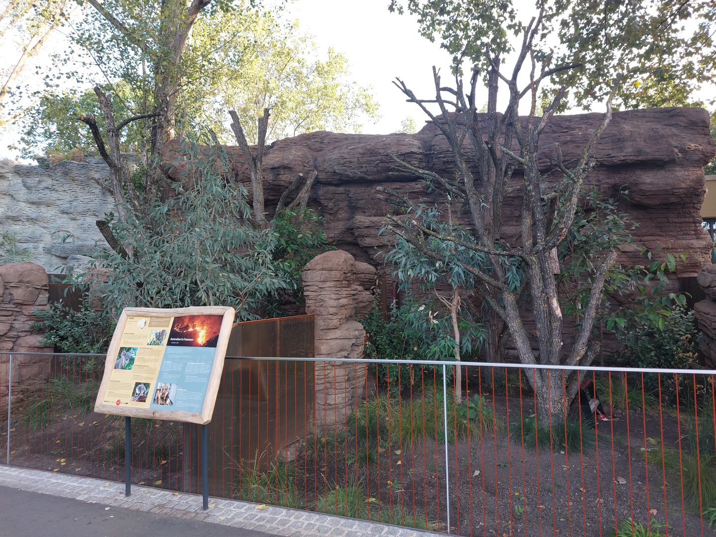 Terra Australis - Koala outdoors