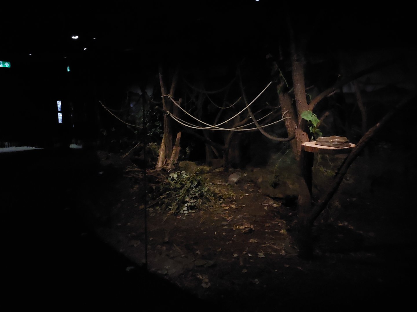 Terra Australis - Possum & sugar glider